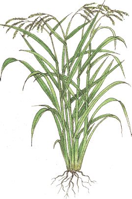 Rice Plant Drawing at GetDrawings | Free download