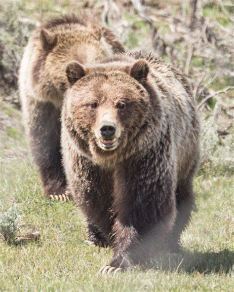 How to Find and Photograph Bears in Yellowstone | Bear, Yellowstone, Brown bear