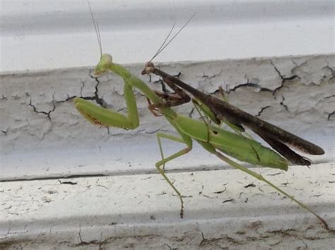 Carolina mantis praying mantis | Keeping Insects