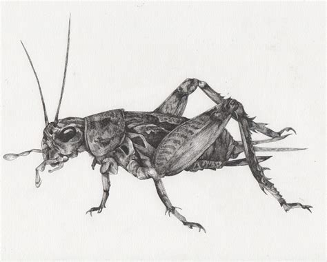 Cricket Insect Drawing | ubicaciondepersonas.cdmx.gob.mx