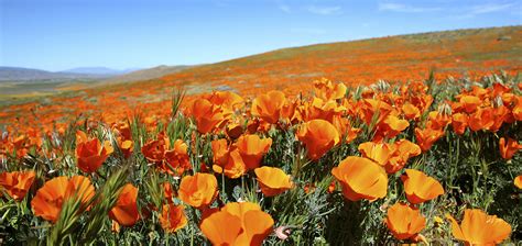 How To Experience The Spectacular Poppy Reserve in Antelope Valley ...