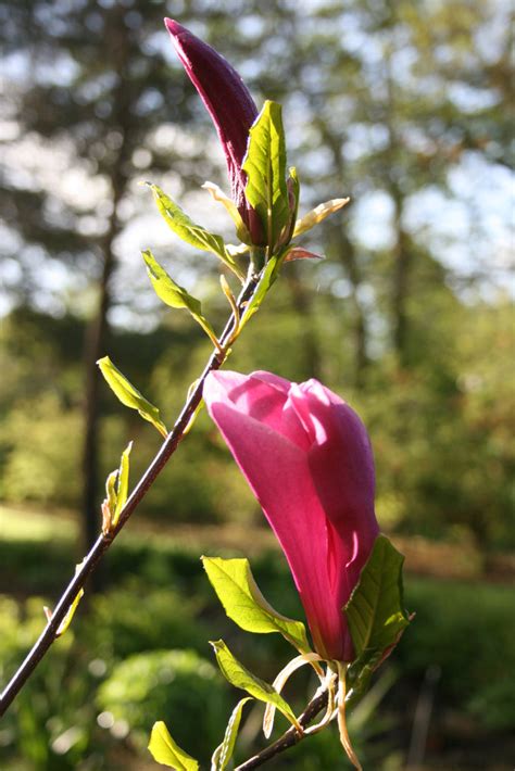 Magnolia 'Susan' – Ballyrobert Gardens