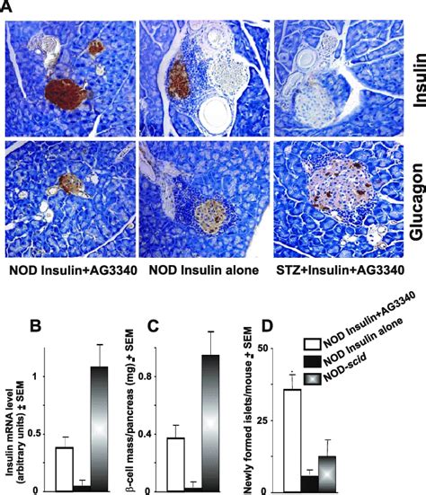 Islet regeneration in diabetic NOD mice. A, insulin and glucagon ...