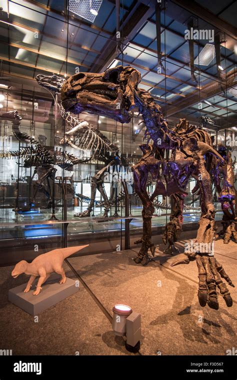 Mounted Iguanodon skeletons in the Royal Belgian Institute of Natural ...