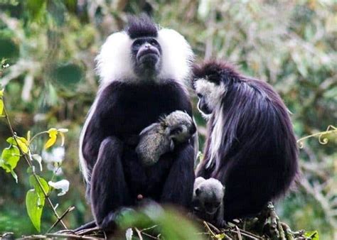 Baby Colobus Monkeys: Seeing Them In Wild Rwanda