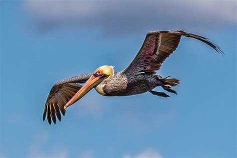 Brown Pelican In Flight Photograph by Joe Granita - Fine Art America