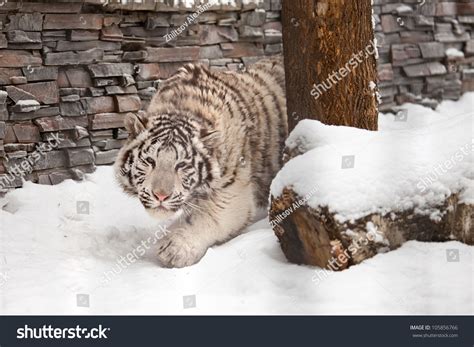 Young White Tiger Hunting On Snow Stock Photo 105856766 : Shutterstock