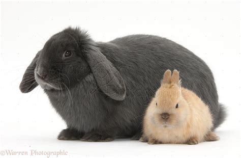 Blue lop rabbit and baby Netherland Dwarf bunny photo WP39781