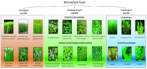 Macrophyte classification [35]. | Download Scientific Diagram