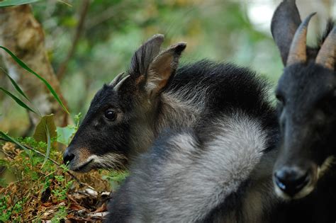 Southeast Asia’s big cats like their prey rare — as in really elusive