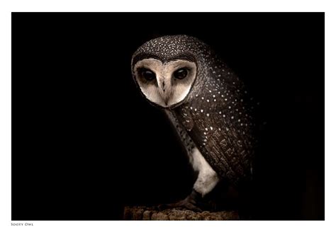 Lesser Sooty Owl - Print by Diana Andersen - Wild Animal Information