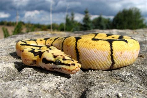 12 Rarest Ball Python Morphs (With Pictures) | Pet Keen