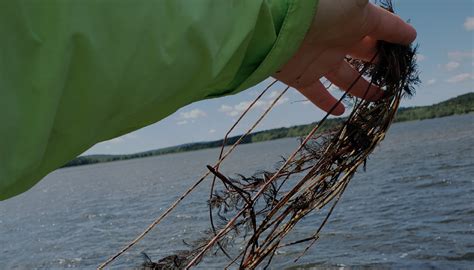 Impacts of Invasive Species — New Brunswick Invasive Species Council