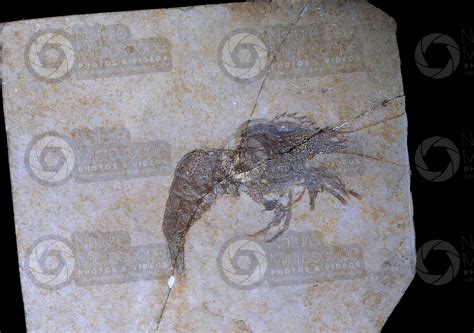 Drobna deformis. Crustacean. Fossil. Late Jurassic - Crustacea (Crustaceans) - Jurassic ...