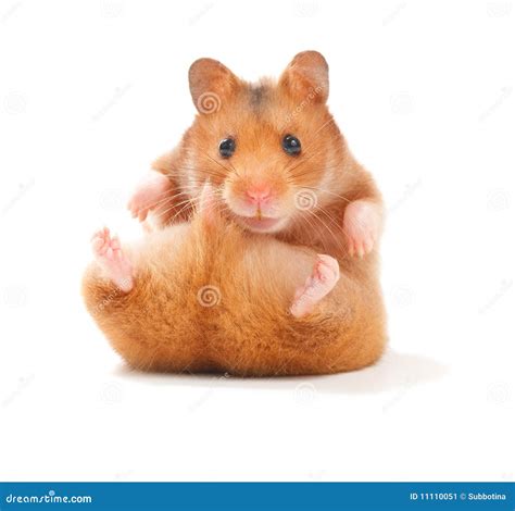 Cute Hamster