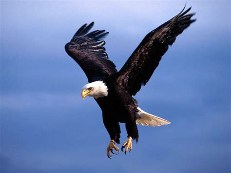 Eagle Flying HD Wallpapers - Top Free Eagle Flying HD Backgrounds - WallpaperAccess