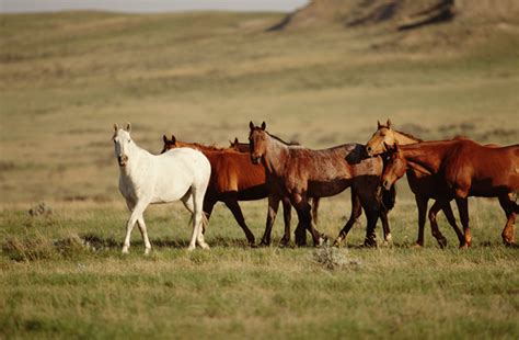 Native American Horse Breeds | A Song for the Horse Nation - October 29, 2011 through January 7 ...