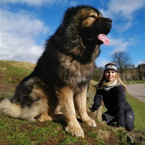 Caucasian Shepherd Puppies For Adoption Poznan - Puppy And Pets