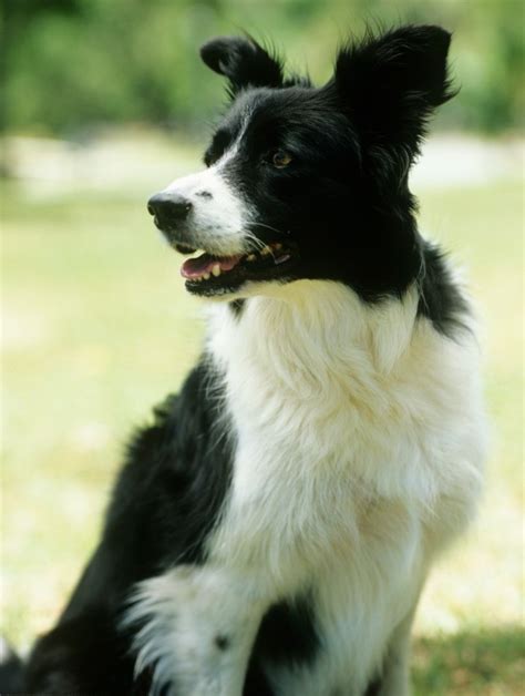 Border Collie Breed Information and Photos | ThriftyFun