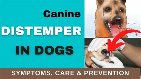 How To Cure Canine Distemper - Aimsnow7