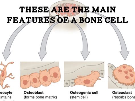 Bone Cells by Mia Sassenrath