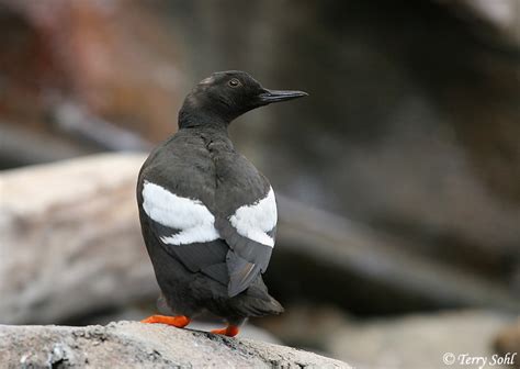 Pigeon Guillemot - Species Information and Photos