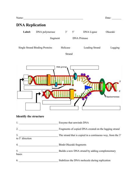 ️Semiconservative Dna Replication Worksheet Free Download| Goodimg.co