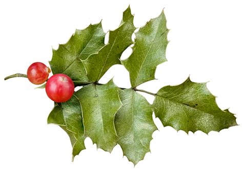 Holly Christmas - HOLLY png download - 1822*1289 - Free Transparent ...