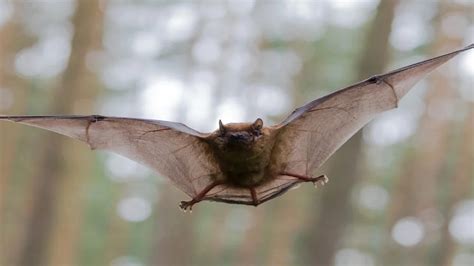 Explore The 133+ Funny, Creative, And Famous Bat Names