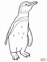 Adelie Penguin Coloring Page  Fun And Educational Activity For Kids sketch template