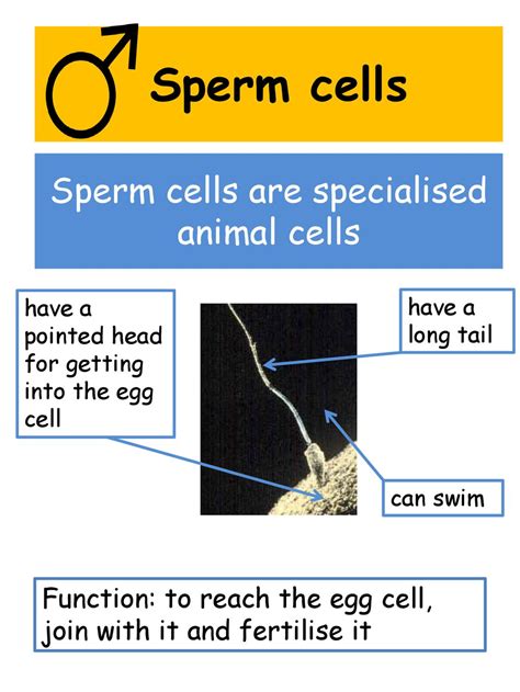 EAL Nexus Resource Specialised cells Reference booklet Subject: - ppt download