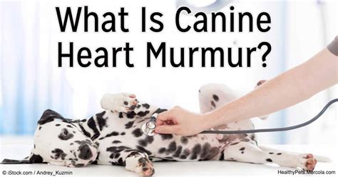 What Is Canine Heart Murmur?