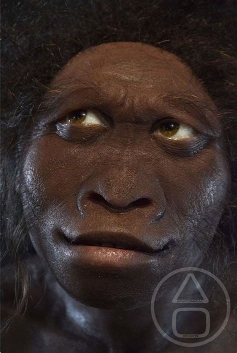 Homo habilis - reconstruction by Viktor Deak Ancient Humans, Ancient ...