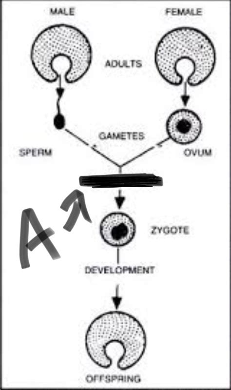 Animal Reproduction Diagram