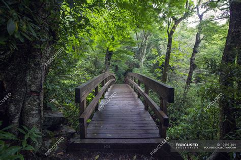 Scenic view of wooden bridge in forest — majestic, architecture - Stock Photo | #194921664