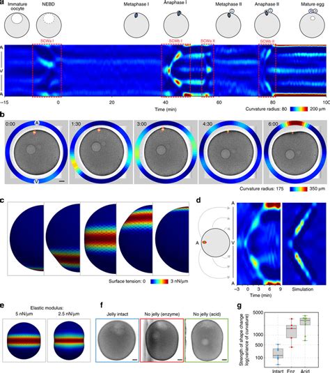 The SCW is a band of cortical contraction traveling across the oocyte.... | Download Scientific ...