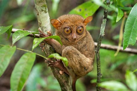 Philippine Tarsier in Its Natural Habitat, Bohol, Philippines Stock Image - Image of leaf ...