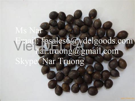 Coix seed Best product from vietnam from Vietnam Selling Leads -21food.com