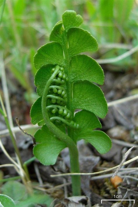 Common Moonwort Information - How To Grow Moonwort Ferns | Gardening Know How