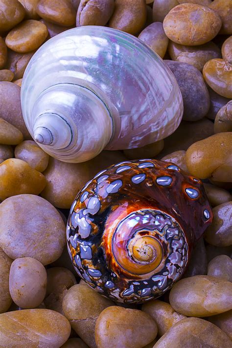 Sea Snail Shells Photograph by Garry Gay