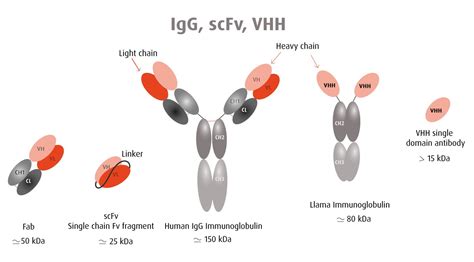 Comparison between a VHH antibody and a full immunoglobulin-Being a single-domain molecule, a ...