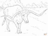 Realistic Texas Longhorn coloring Page  Free Printable Coloring Pages sketch template