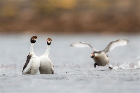 Standing Guard: Saviours of the hooded grebe | Conservation | Earth Touch News