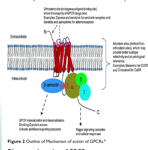 Figure 1 from Role of GPCRs towards Cell: An explanation of G-Protein ...