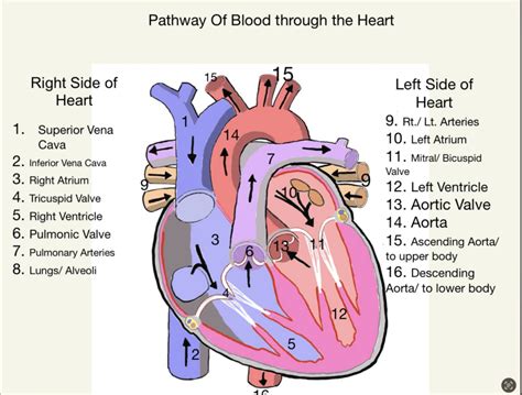 The Path of Blood Through the Heart and Circulatory system – Human STEAM