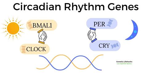 Circadian Rhythm Genes: Depression, Anxiety, Bipolar