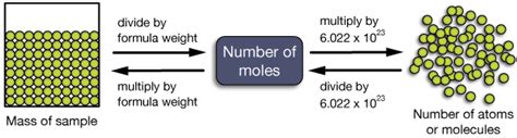 The mole