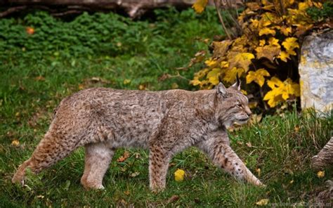 Free download | HD PNG grass lynx walk wood wallpaper background best stock photos - Image ID ...