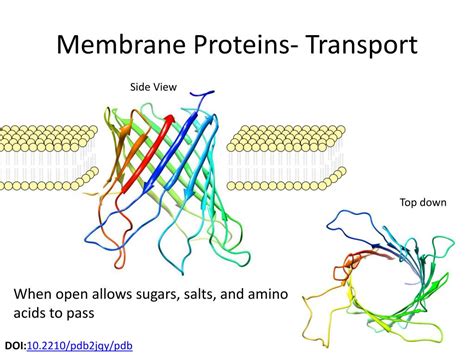 PPT - Membranes and Proteins PowerPoint Presentation, free download - ID:2751767