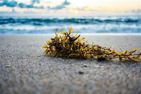 The Irish Seaweed Company - Glens of Antrim